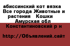 абиссинский кот вязка - Все города Животные и растения » Кошки   . Амурская обл.,Константиновский р-н